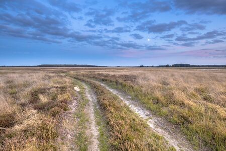 Natural heathland landscape near Hijken in Province of Drenthe on beautiful summer evening in the Netherlandsの写真素材
