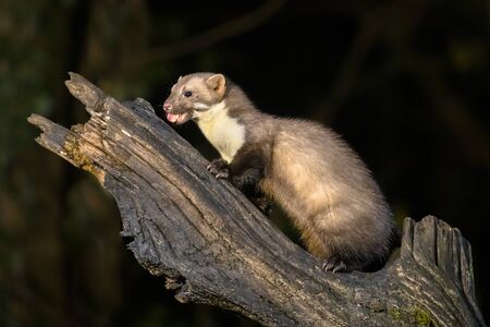 Stone marten (Martes foina) on tree trunk In natural habitat in darkness at night. Netherlands