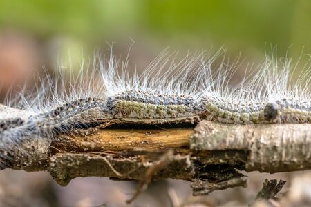 Oak processionary (Thaumetopoea processionea) caterpillars in a row on procession in june, the...
