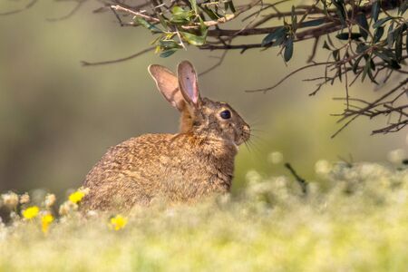 European rabbit (Oryctolagus cuniculus) basking in the sun under cover of a branch in Spanish Pyrenees, Vilagrassa, Catalonia, Spain. April.の写真素材