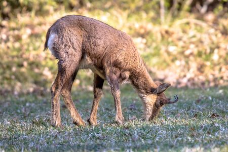 Pyrenean Chamois (Rupicapra rupicapra) is a species of goat antelope native to mountains in Europe, including the European Alps, the Pyrenees, the Carpathians, the Tatra Mountains, the Balkans, the Rila - Rhodope massif, parts of Turkey and Caucasusの写真素材
