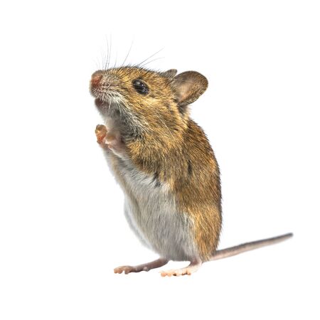 Ramping Wood mouse (Apodemus sylvaticus) isolated on white background. This cute looking mouse is...