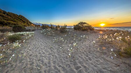 Illyrian sea lily (Pancratium illyricum) white flowers blooming in dunes on Corsican beach of Farinole on Cap Corse, Corsica, Franceの写真素材