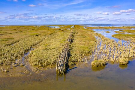 Willow campshedding in Tidal Marshland national park  area Waddensea in Province of Groningen....