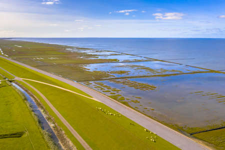 Aerial view of sheep grazing on sea dike in Tidal Marshland national park