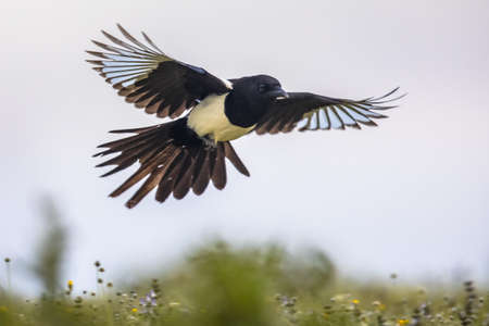 Eurasian Magpie (Pica pica) Flying towards camera in Spanish Pyrenees, Vilagrassa, Catalonia, Spain. April.
