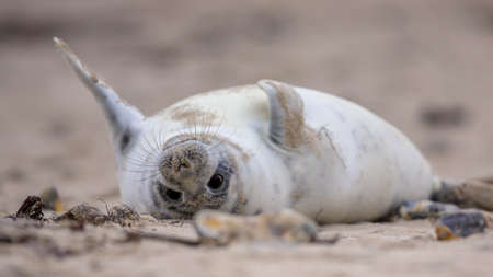 Comical Common seal puppy (Phoca vitulina) lying on back in sand on beach of Helgoland, Germanyの写真素材