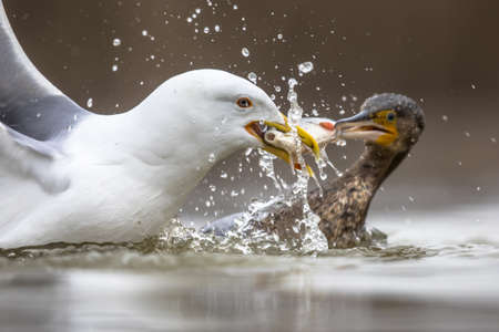 Yellow-legged gull (Larus michahellis) and Great Cormorant (Phalacrocorax carbo) fighting over fish in shallow water at Lake Csaj, Kiskunsagi National Park, Pusztaszer, Hungary. February.の写真素材