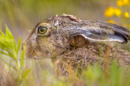 European Hare (Lepus europeaus) hiding in vegetation and relying on camouflage