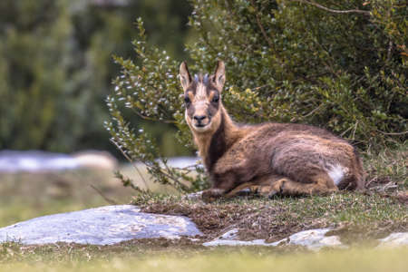 Pyrenean Chamois (Rupicapra rupicapra) is a species of goat antelope native to mountains in Europe,...