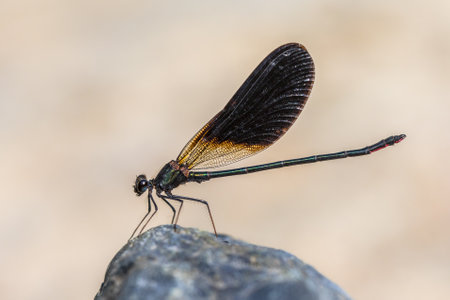 Copper demoiselle (Calopteryx haemorrhoidalis) male damselfly perched on stone against bright...
