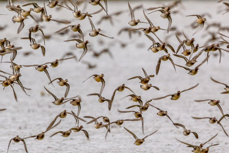 Flock of migrating Eurasian teal (Anas crecca) taking off from feeding habitat in Lauwersmeer. Wildlife scene in nature of Europe.Netherlands.の写真素材