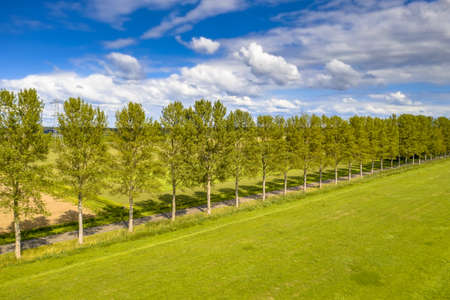 Traditional countryside scene in the Netherlands with windbreak lane of poplar trees in the wind under summer sky. Ens, Flevoland Province, the Netherlands.の写真素材
