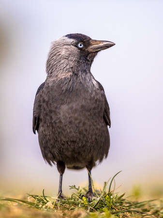 Western jackdaw (Coloeus monedula) walking and looking for food on bright backgroundの素材 [FY310163827730]