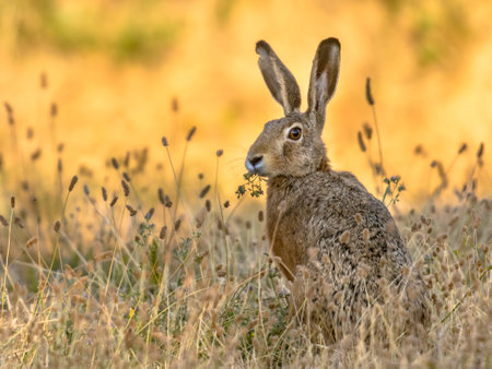 Lepus. Wild European brown hare (lepus europeus) Close-Up On orange Background. Wild Hare With...