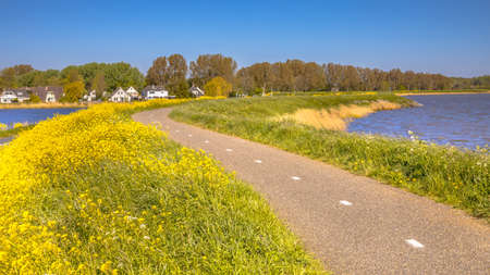 Bicycle track without cyclist on a dike with lot of yellow flowers near the village of Monnickendam...