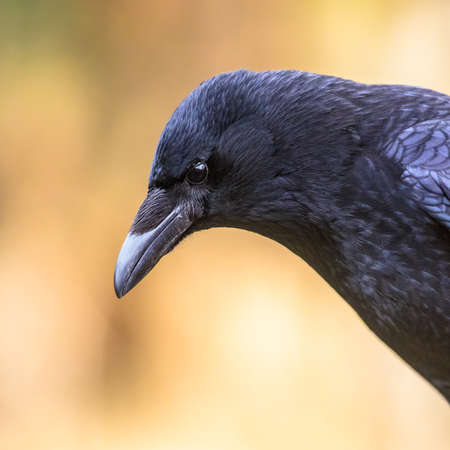 Carrion crow (Corvus corone) black bird portrait of head and looking at camera. Wildlife in nature. Netherlandsの写真素材