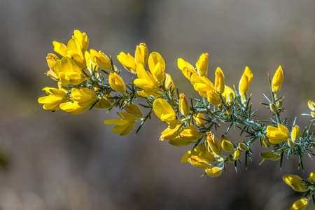 Common Gorse (Ulex europaeus) blooming with yelow flowers in spring. This plant is native to Europe but an invasive species in new zealand, australia, chile and the united states.の写真素材