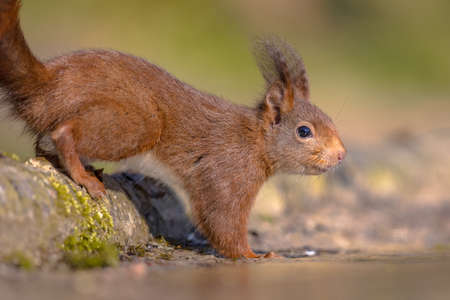 Eurasian red squirrel (Sciurus vulgaris) on trunk in forest