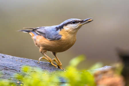 Eurasian nuthatch (Sitta europaea) also called wood nuthatch hanging on a tree trunkの写真素材