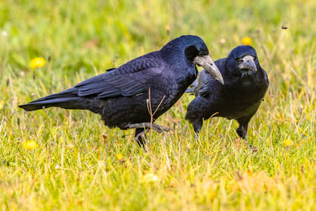 Portrait of two Eurasian rook (Corvus frugilegus). Black bird with bare base of bill walking in grass and looking for food. Widlife in nature. Netherlands.の写真素材