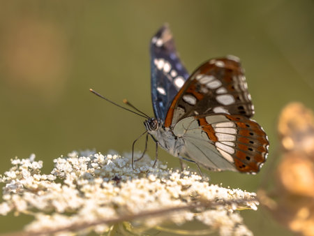 Southern white admiral (Limenitis reducta) feeding on white flowers on green background. Wildlife scene of Nature in Europe. Franceの写真素材