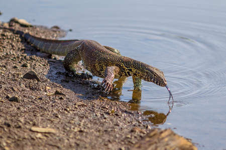 Water monitor (Varanus niloticus) on water edge of river in Kruger national park South Africaの写真素材