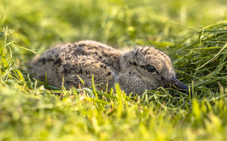 Eurasian oystercatcher (Haematopus ostralegus) chick hiding in grass for predatorsの写真素材