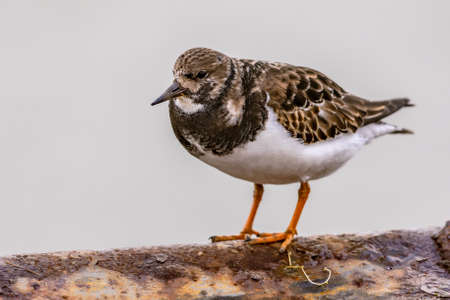 Ruddy turnstone (Arenaria interpres) shore bird feeding on coast. Wildlife scene in nature of Europe. Netherlands.の写真素材