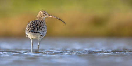 Eurasian curlew or common curlew (Numenius arquata) stilt bird wading is shallow water of waddensea.Wader bird wildlife in nature scene. Netherlandsの写真素材