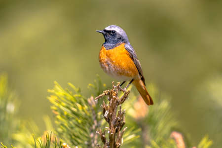 Common Redstart (Phoenicurus phoenicurus). Beautiful bird perched on branch of tree in the forest. Wildlife in nature. Netherlands.の写真素材