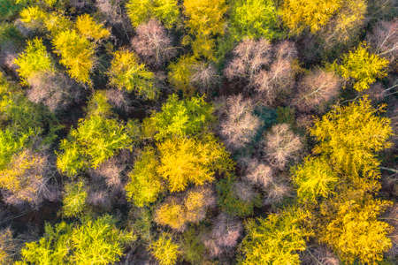 Top down aerial view of autumn forest with colorful fall foliage of larch, oak and beech trees. Veluwe, Gelderland Province, the Netherlands. Autumnal scene in nature of Europe.の写真素材
