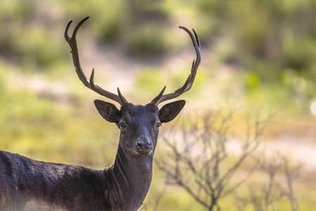 Fallow deer male (Dama dama) with stags in rutting season. Amsterdamse waterleidingduinen, Netherlands. Wildlife scene of nature in Europe.の写真素材