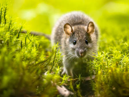 Brown rat (Rattus norvegicus) walking in grass on bank at night. Netherlands. Wildlife in nature of Europe.の素材 [FY310174276117]