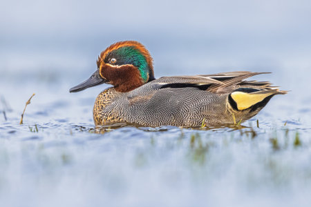 Colorful Male Common Teal or Eurasian Teal (Anas crecca) Swimming in Water of Wetland. This is...