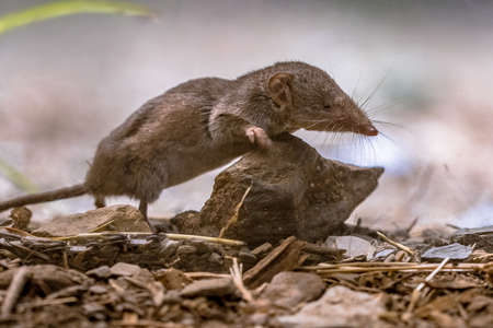 Lesser white-toothed shrew (Crocidura suaveolens) in natural habitat. Cevennes, France. Wildlife scene in nature of Europe.の写真素材