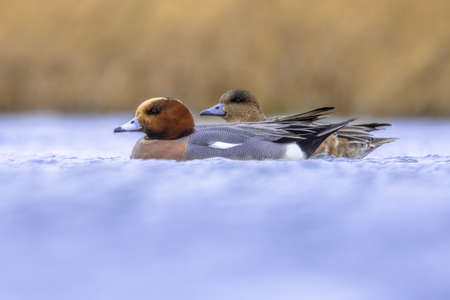 Pair of European Wigeon swimming in water of Wetland in the Netherlands. This migratory dabbling duck is a winter visitor in the Netherlands. Wildlife scene of European Nature.の写真素材