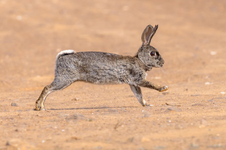 Wild European Rabbit (Oryctolagus cuniculus) or Coney is a species of Rabbit native to the Iberian Peninsula. It has been widely Introduced elsewhere. Andujar, Spain. Wildlife Scene of Nature in Europe.の写真素材