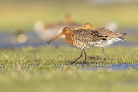 Couple of Black-tailed Godwit (Limosa limosa) Resting and Foraging in shallow Water of a Wetland...