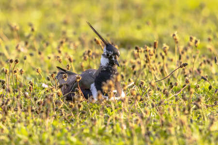 Northern Lapwing (Vanellus vanellus) breeding on nest in green field. Friesland, Netherlands