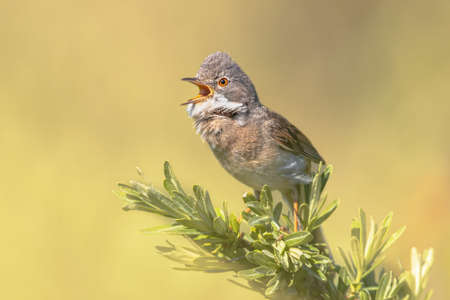 Greater Whitethroat (Curruca communis) is a common and widespread typical wWrbler which breeds throughout Europe. Perched on Branch of Bush in Nature Reserve.の写真素材