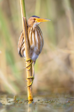 Little bittern (Ixobrychus minutus) perched in reed above the water of a lake while fishing. Bulgaria. Wildlife scene of Nature in Europe.の写真素材