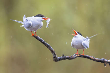 Pair of Common Tern (Sterna hirundo) with fish in beak food transfer male female in rainy conditions. This is a seabird in the family Laridae. Wildlife Scene of Nature in Europe.の写真素材