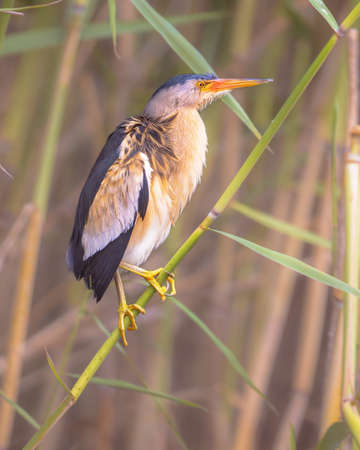 Little bittern (Ixobrychus minutus) perched in reed above the water of a lake while fishing. Bulgaria. Wildlife scene of Nature in Europe.の写真素材