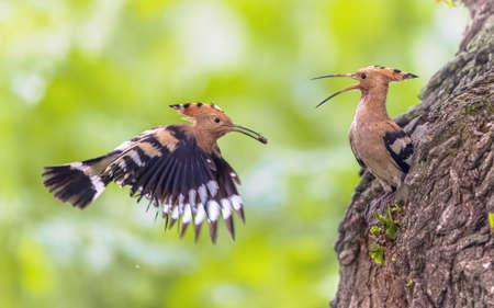 Eurasian hoopoe (Upupa epops) is the most widespread species of the bird genus Upupa, native to Europe, Asia and the northern half of Africa. Pair of birds on nesting site. Wildlife scene of nature in Europe.の写真素材