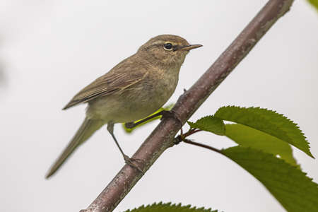 Common Chiffchaff (Phylloscopus collybita) perched on a branch against white background....