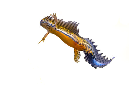 Southern banded newt (Ommatotriton vittatus) male aquatic amphibian swimming on white background....