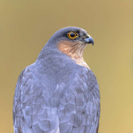 Portrait of Eurasian sparrowhawk (Accipiter nisus), also known as the northern sparrowhawk or simply the sparrowhawk, is a small bird of prey in the family Accipitridae. Wildlife scene of European nature. Netherlands.の写真素材