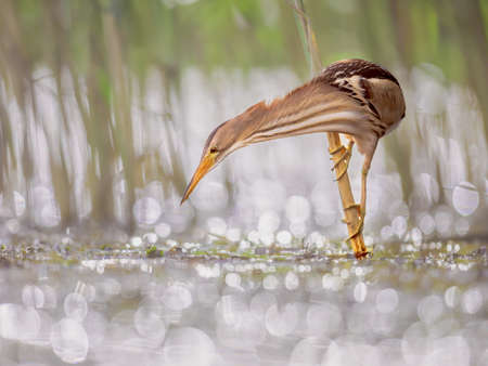 Little bittern (Ixobrychus minutus) perched in reed above the water of a lake while fishing....