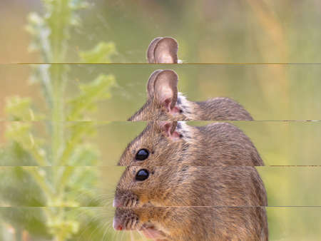 Wood Mouse (Apodemus sylvaticus) rodent in green moss natural environment with herbs on sand. Wildlife Scene of Nature in Europe.の写真素材